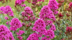 Zostawia piwonie daleko w tyle. Kwitnie non stop przez pół roku