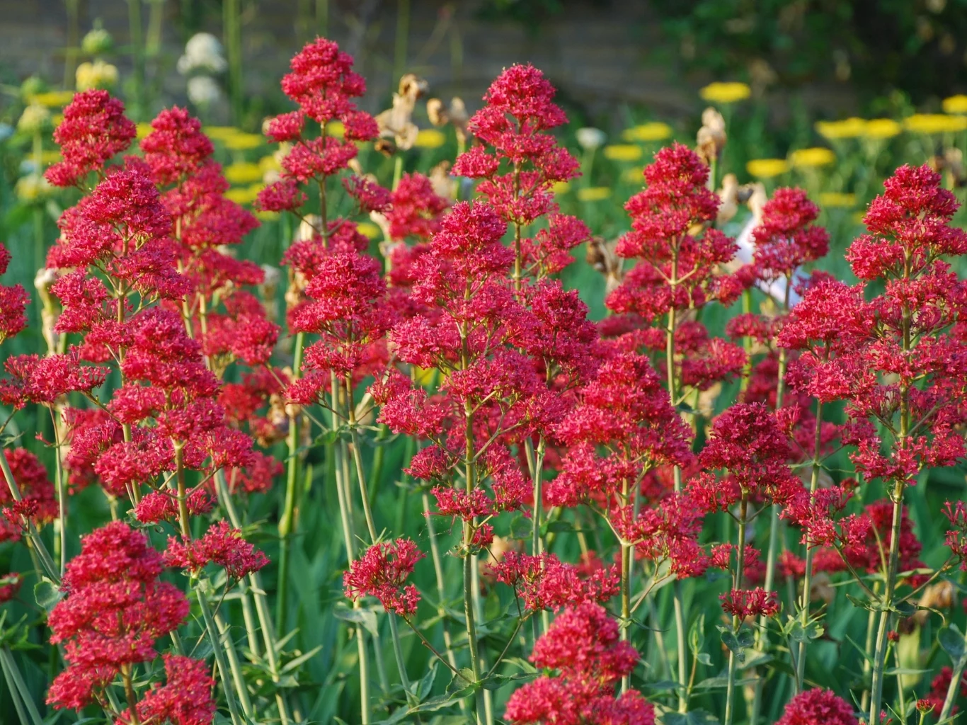 gęste skupisko wysokich kwiatów ostrogowca o intensywnie czerwonych baldachowatych kwiatostanach, na tle zielonych liści i żółtych kwiatów w oddali