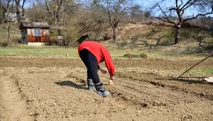 Posadź przed ogórkami i pomidorami. Porządnie wzmocni i odżywi glebę