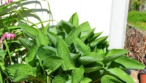 Czym nawozić hosty na wiosnę, by zdrowo rosły i miały piękne liście?