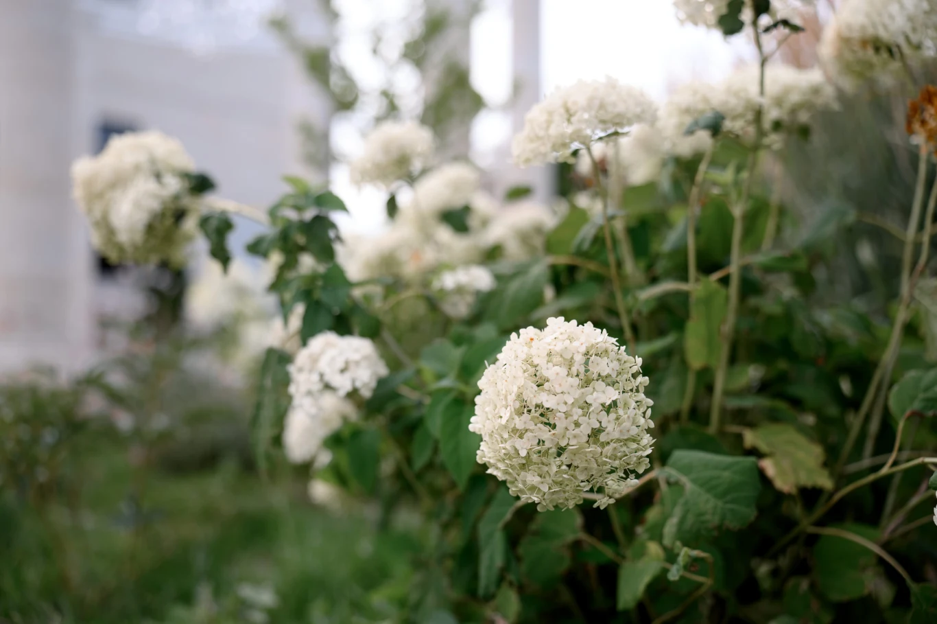 Białe kwiatostany hortensji otoczone zielonymi liśćmi, znajdujące się na tle rozmytej roślinności ogrodowej.