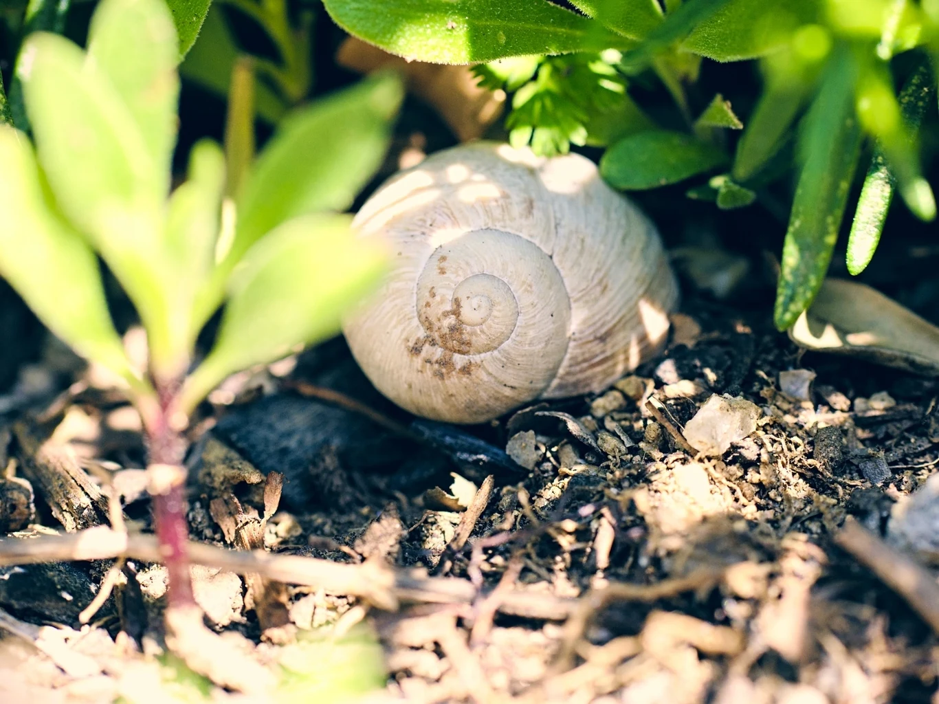 jasna muszla ślimaka leżąca na wilgotnej ziemi, otoczona zielonymi liśćmi i gałązkami roślin