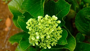 Pryśnij na liście, odstraszy mszyce. Hortensje będą kwitły zniewalająco