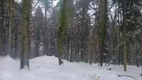 zaśnieżony las z wyraźnie widocznymi śladami na śniegu prowadzącymi pomiędzy wysokimi drzewami, pośród których nieliczne gałęzie pokryte są śniegiem