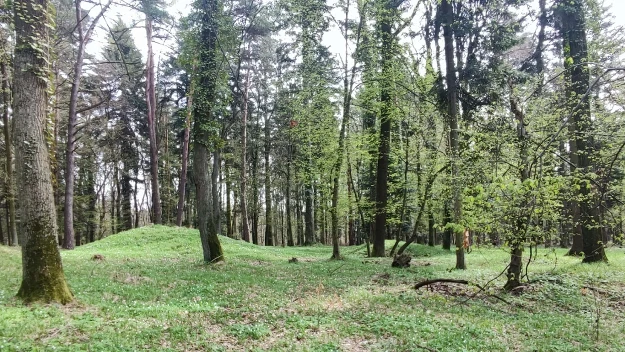 las z wysokimi, smukłymi drzewami, przez które przenika światło; podłoże pokryte młodą zieloną roślinnością i liśćmi; w tle widoczne łagodne pagórki porośnięte trawą