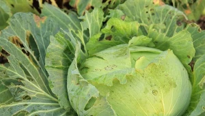 Krój na pół i rozkładaj w ogrodzie. Ślimaki już nie ruszą kapusty