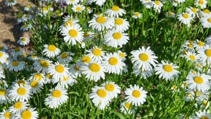 Kwitnie całe lato i to w pełnym słońcu. Przypomina gigantyczną stokrotkę