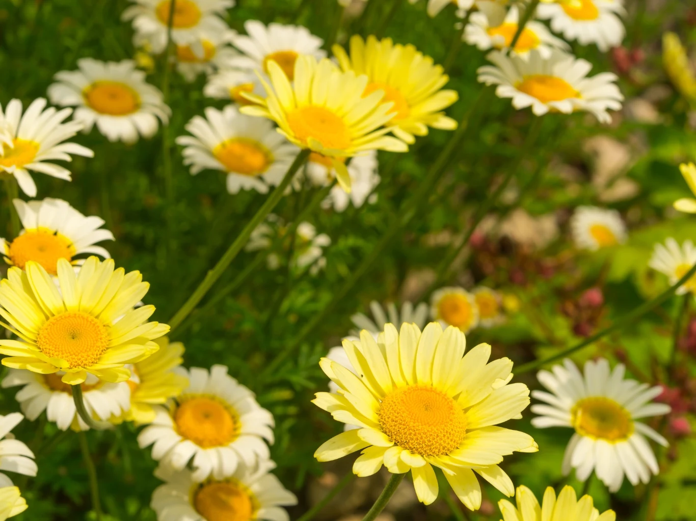 Żółto-białe margerytki rozkwitające w gęstych kępach, otoczone zielonymi łodygami i liśćmi, tworzą kolorową kompozycję w słonecznym świetle.