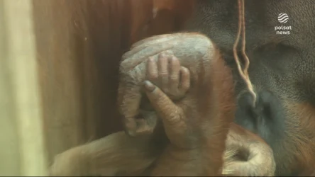 "Wydarzenia": Co za słodziak! Mały orangutan przyszedł na świat w łódzkim ZOO