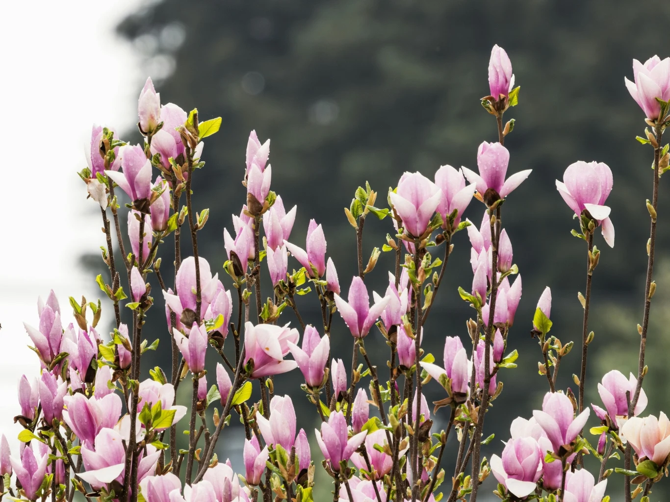 Różowe kwiaty magnolii na tle ciemnych, nieostrych drzew, gałązki obsypane licznymi pąkami i świeżymi zielonymi liśćmi.