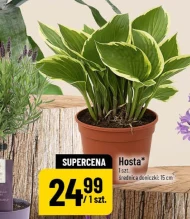 Hosta