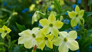 Kwiaty nie muszą być kolorowe. Te zielone perełki to hit w ogrodzie