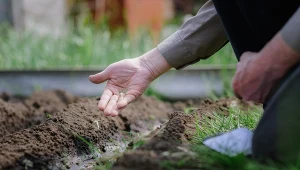 Lista warzyw, które można siać na początku maja. Przymrozki im nie szkodzą