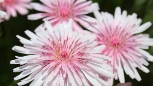 To nie różowy mlecz. Zachwycający kwiat na rabaty i do donic