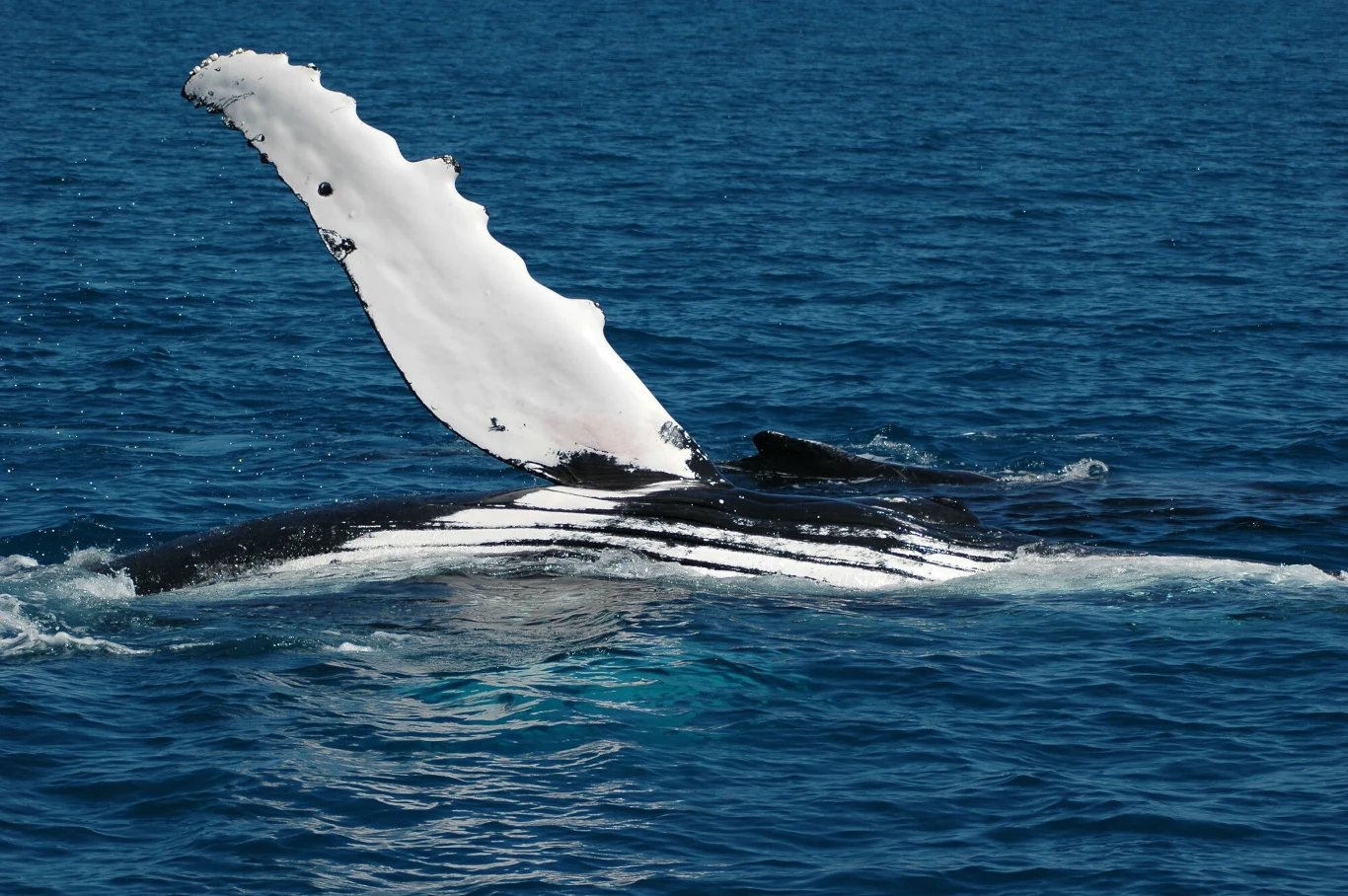 humbak unoszący jedną z dużych, białych płetw nad powierzchnią błękitnego oceanu, widoczne wyraźne czarno-białe ubarwienie na ciele ssaka morskiego