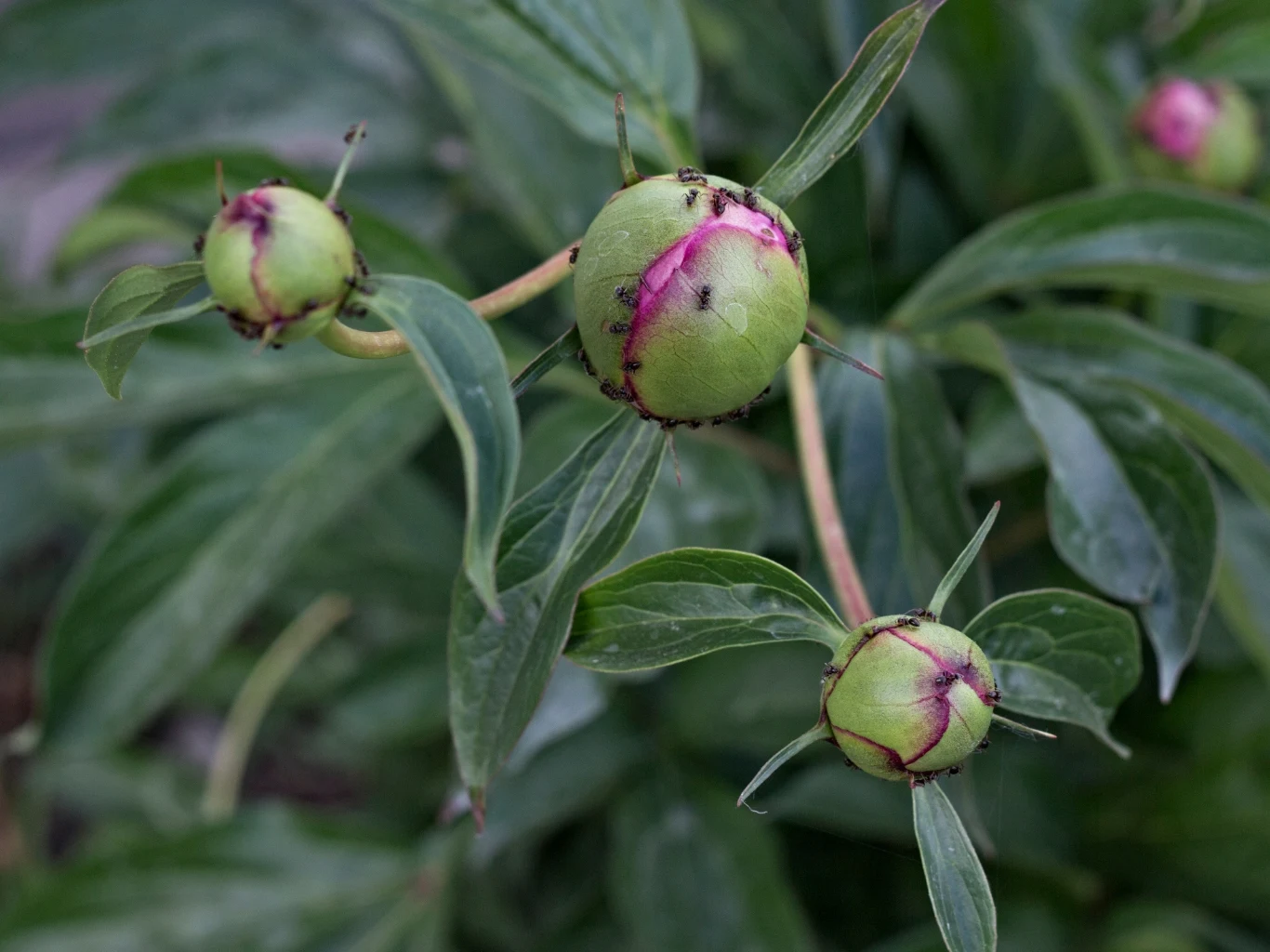 zielone pąki piwonii z widocznymi różowymi brzegami, na których widać czarne mrówki przemieszczające się po powierzchni kwiatów, otoczone ciemnozielonymi liśćmi