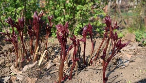 Czy mrówki rzeczywiście szkodzą piwoniom?