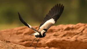 Czajka szponiasta to bardzo rzadki gość w Polsce