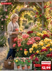 Wiosenne inspiracje ogrodowe - Kaufland