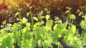 Winogrona jak z południa Europy? Teraz trzeba zrobić ważną rzecz