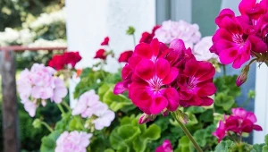 Jak pielęgnować pelargonie, by zdobiły balkon i taras jak najdłużej?