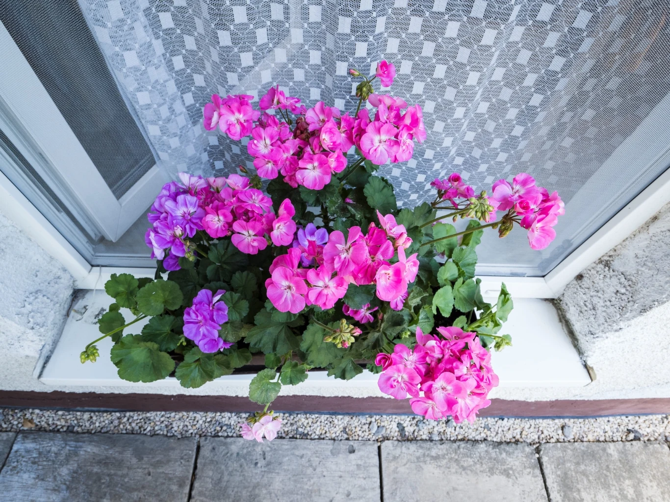 jasnoróżowe pelargonie rosnące w doniczce ustawionej na parapecie przed białym oknem z koronkową firanką