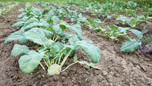 Prosty trik na uprawę kalarepy. Bulwy będą duże, zdrowe i bez włókien 
