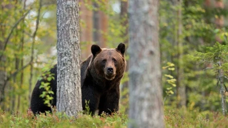 Niedźwiedzie brunatne odpoczywają w młodnikach. Tam wchodzić nie wolno