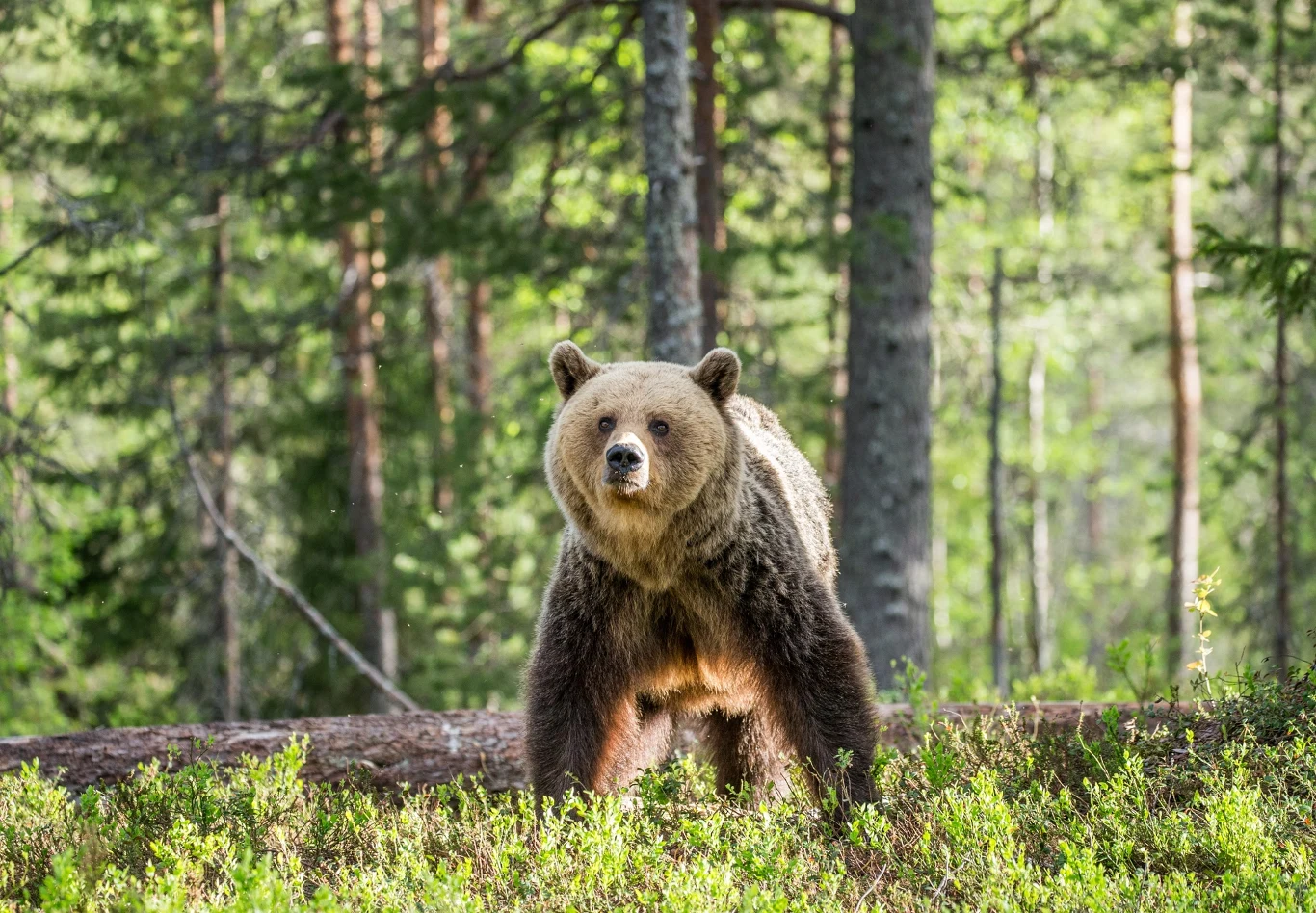 brązowy niedźwiedź stoi na leśnej polanie wśród drzew, patrząc prosto przed siebie, otoczony zielenią i naturalnym środowiskiem