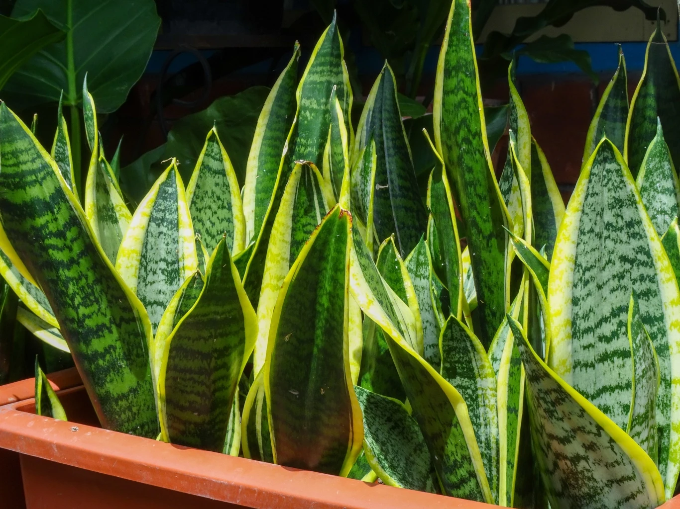 gęsty układ długich, sztywnych liści sansewierii o zielonym kolorze z jasnymi, żółtymi brzegami, rosnących w czerwonej doniczce