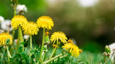 Dlaczego warto zrywać tę roślinę?