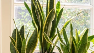 Wymieszaj trzy składniki. W takim podłożu sensewieria rośnie okazale