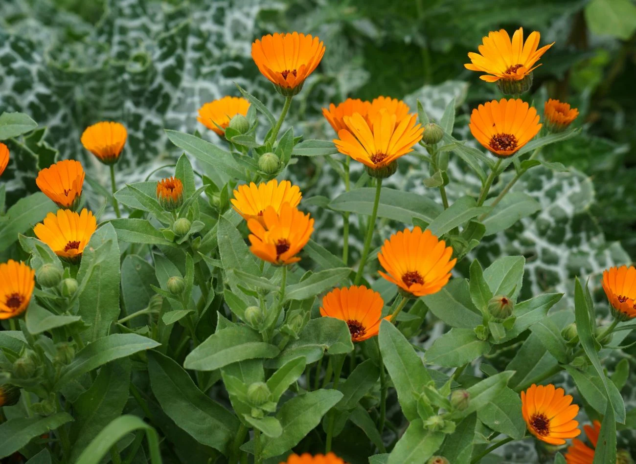 Intensywnie pomarańczowe kwiaty nagietka lekarskiego otoczone zielonymi liśćmi, w tle kontrastujące liście rośliny o biało-zielonym ubarwieniu.