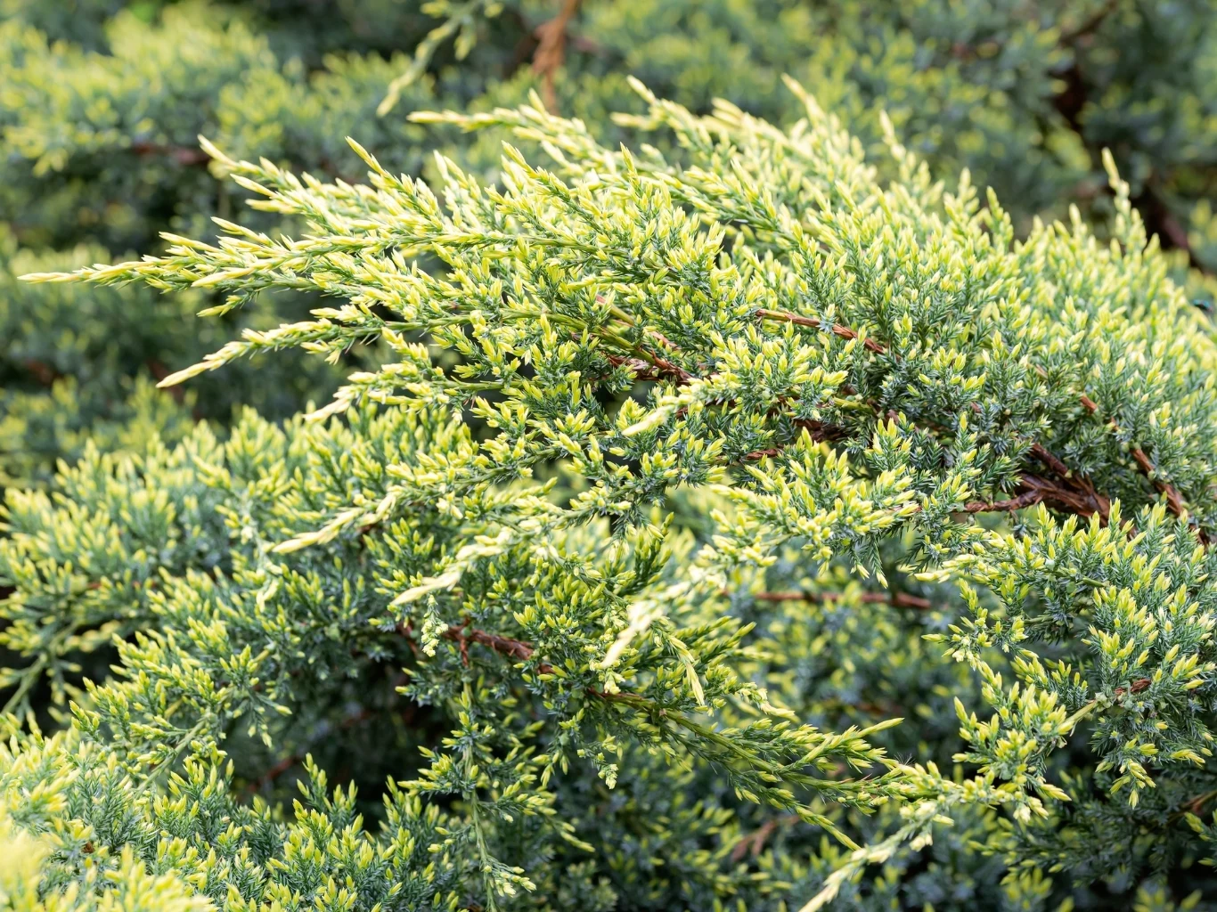 Gęste gałązki jałowca o igłowatych, zielono-żółtych igłach, układających się w rozłożystą strukturę.