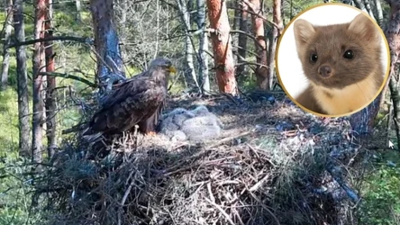 Bieliki zbudowały wielkie gniazdo, w którym zamieszkały również kuny