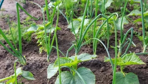 Jakie sąsiedztwo jest najlepsze dla ogórków?