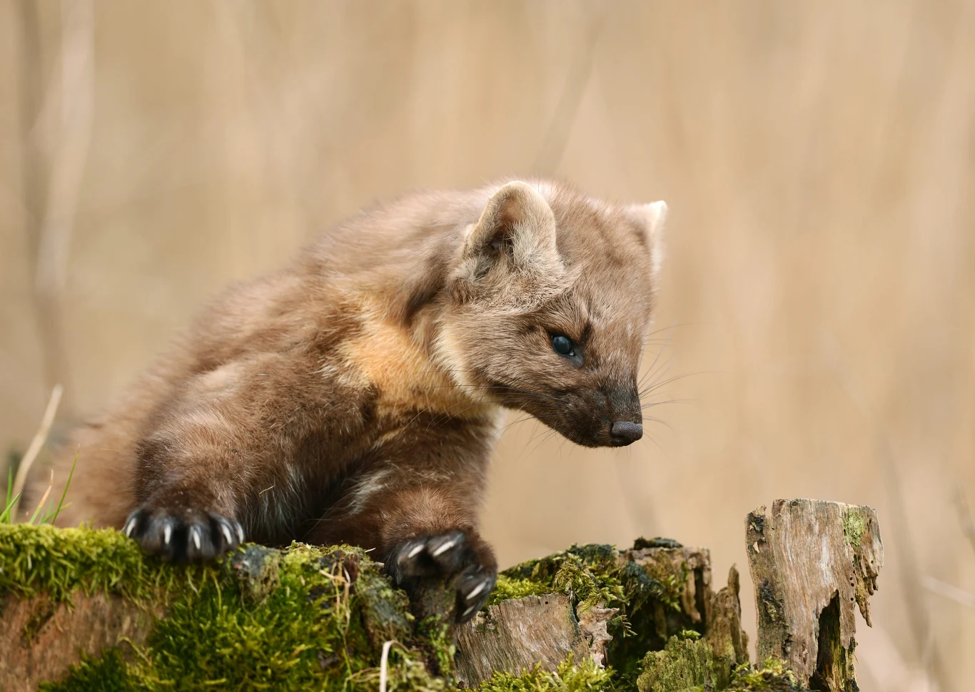 Kuna leśna o brązowym futrze opierająca się łapami o porośnięty mchem pień drzewa, na rozmytym tle w odcieniach beżu.