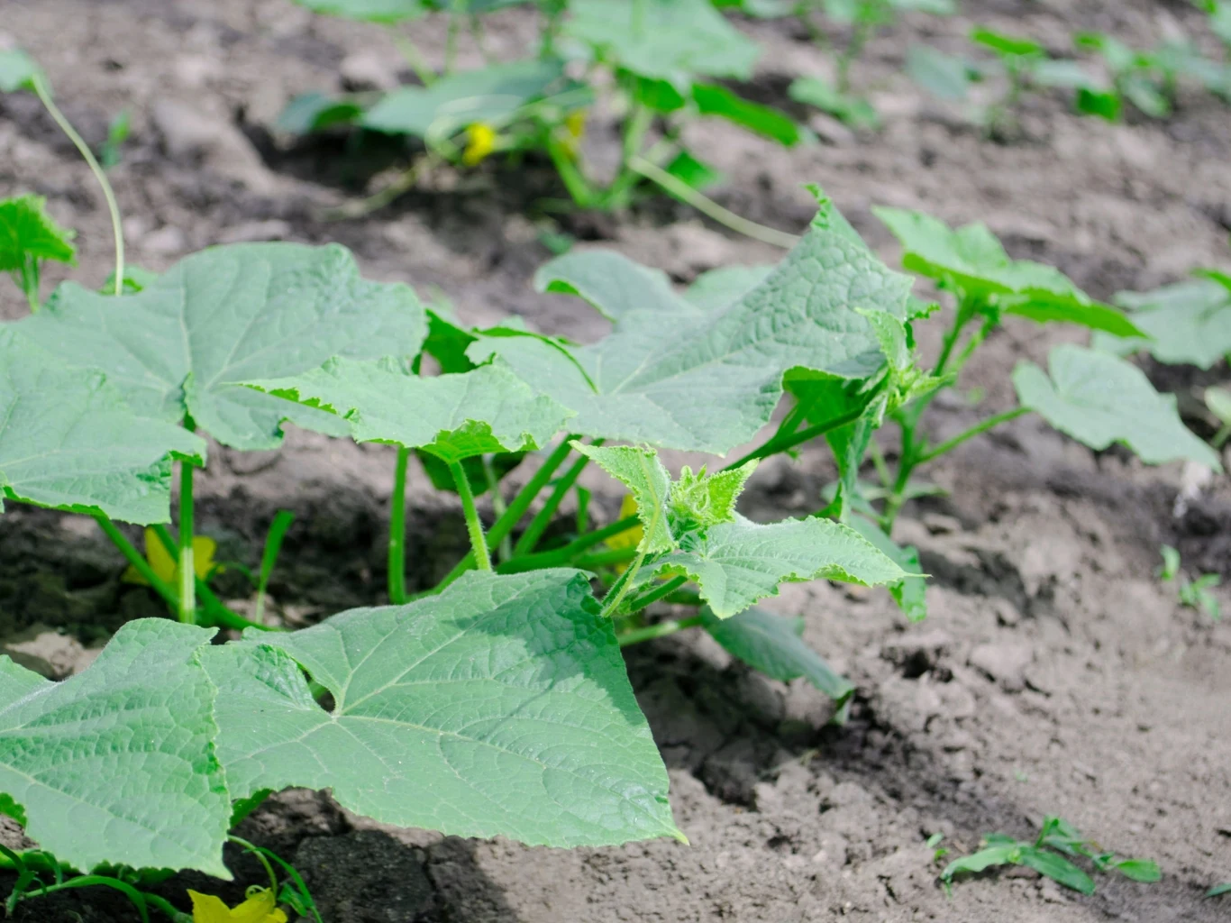 zielone liście młodej rośliny ogórka wyrastające na żyznej, wilgotnej glebie