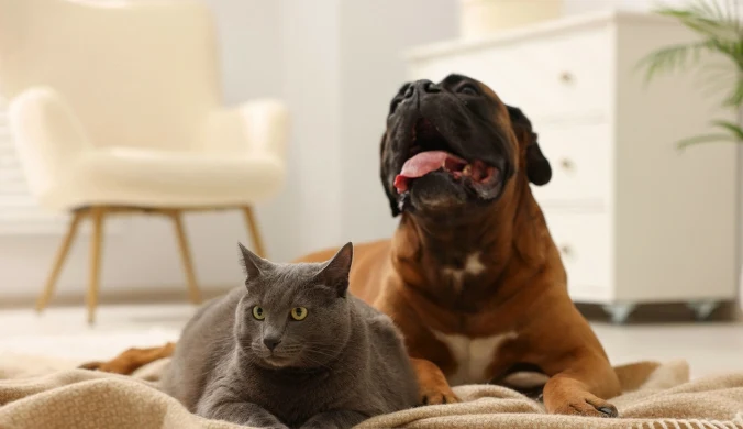 Unia Europejska przewiduje wprowadzenie zakazu hodowli psów i kotów, które cierpią ze względu na obciążające cechy