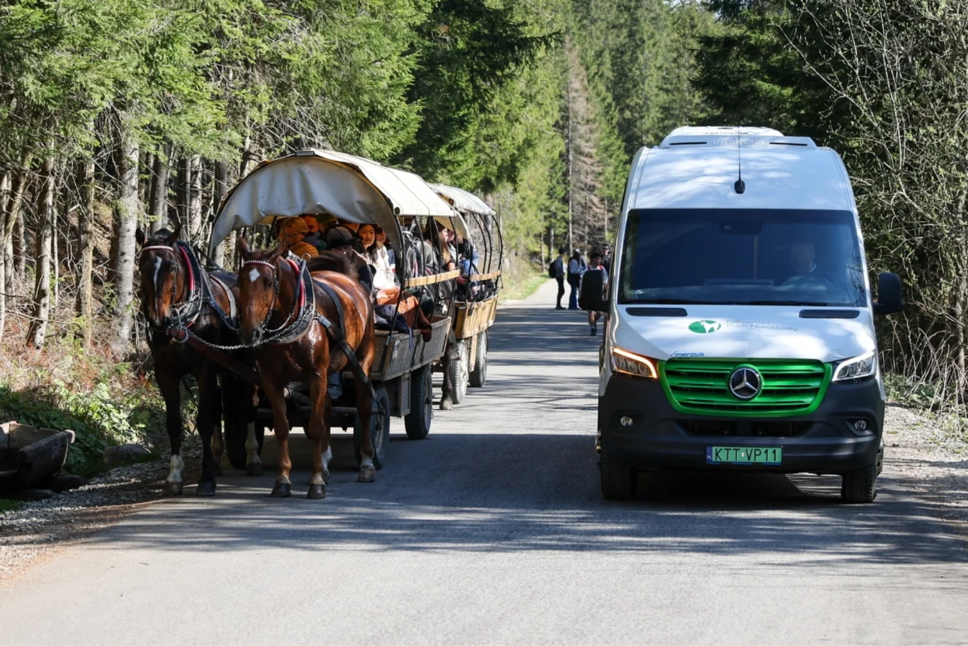 Elektryczne busy wracają na trasę do Morskiego Oka. Zaprzęg konny z turystami i elektryczny minibus na leśnej drodze do Morskiego Oka wśród sosen.