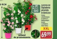 Dipladenia Gardenline