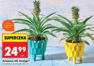 Ananas Amigo