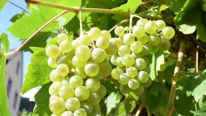 Winogrona jak z południa Europy? Teraz trzeba zrobić ważną rzecz
