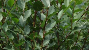 Zapomnij o tujach. Rośnie szybko, gęsto, wystarczy dobrze przycinać