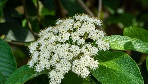 Zdobi okrągły rok i nie kaprysi. O niebo lepsza niż rododendron