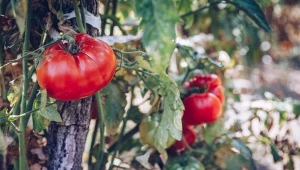 Pomidor cieszył się złą sławą przez setki lat. W Polsce jemy go od niedawna