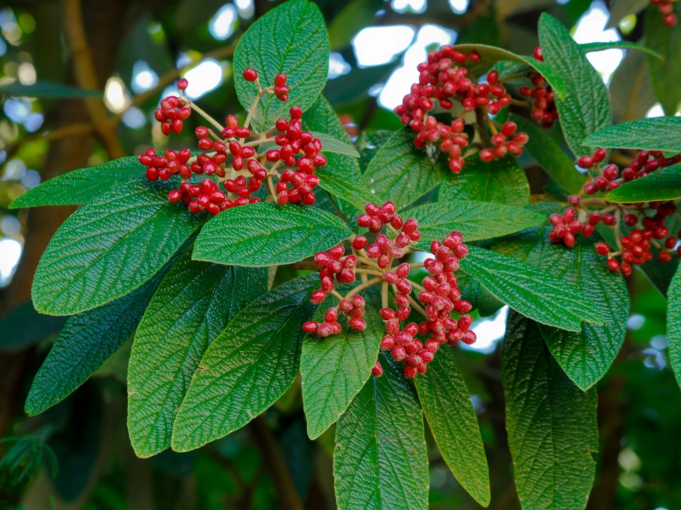 gałązka krzewu kaliny sztywnolistnej z licznymi zielonymi, podłużnymi liśćmi o wyraźnej strukturze oraz skupiskami drobnych, czerwonych owoców