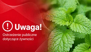 GIS ostrzega przed popularną melisą, w której wykryto bakterie