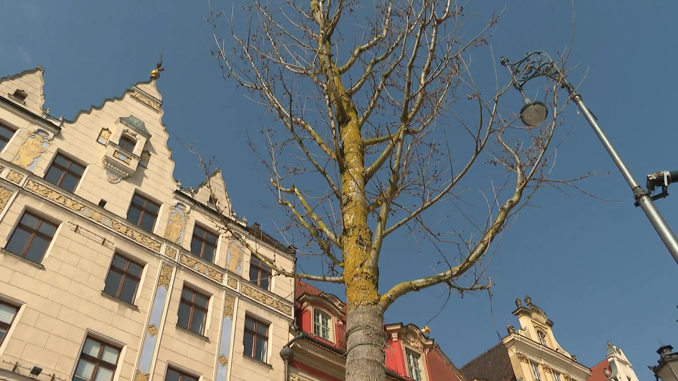 bezlistne drzewo na tle zabytkowych kamienic z ozdobnymi fasadami oraz stylowa latarnia uliczna pod błękitnym niebem