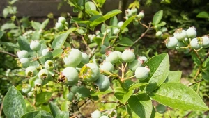 Dodatek do gleby, który borówka pokocha. Będzie fura owoców